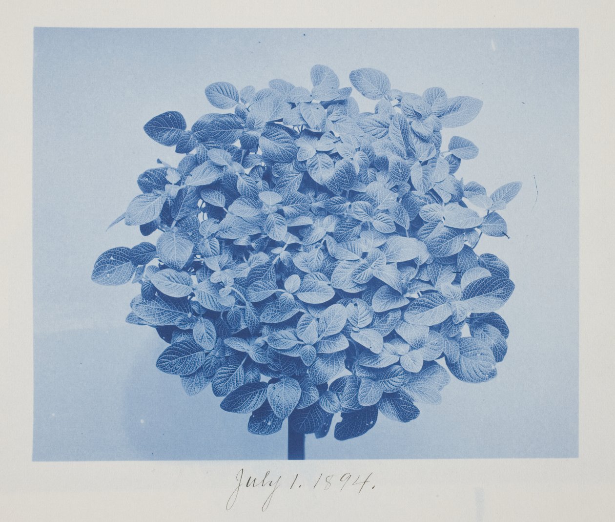 Ohne Titel, 1. Juli von Frederick K. Coulson