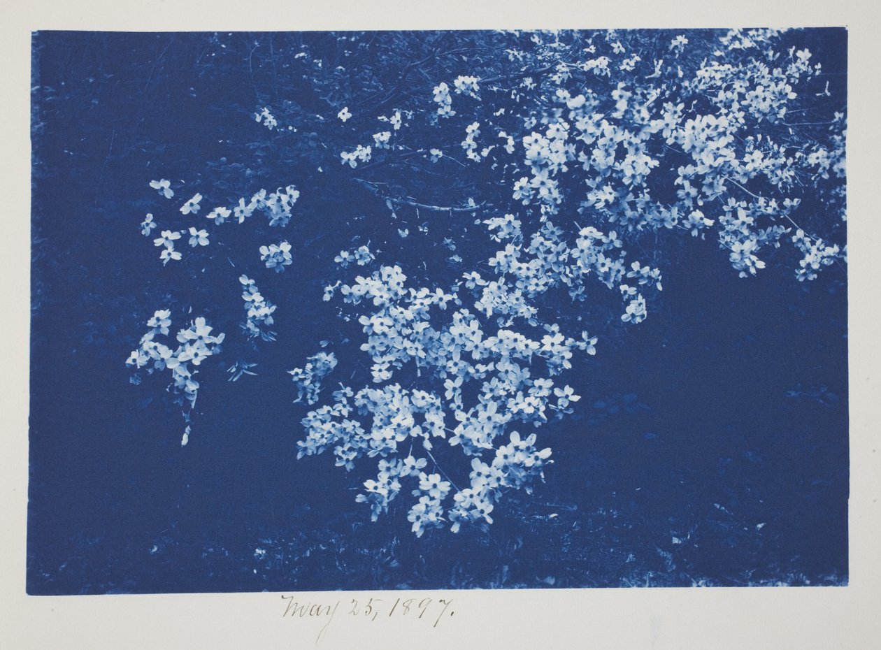 Ohne Titel, 25. Mai von Frederick K. Coulson