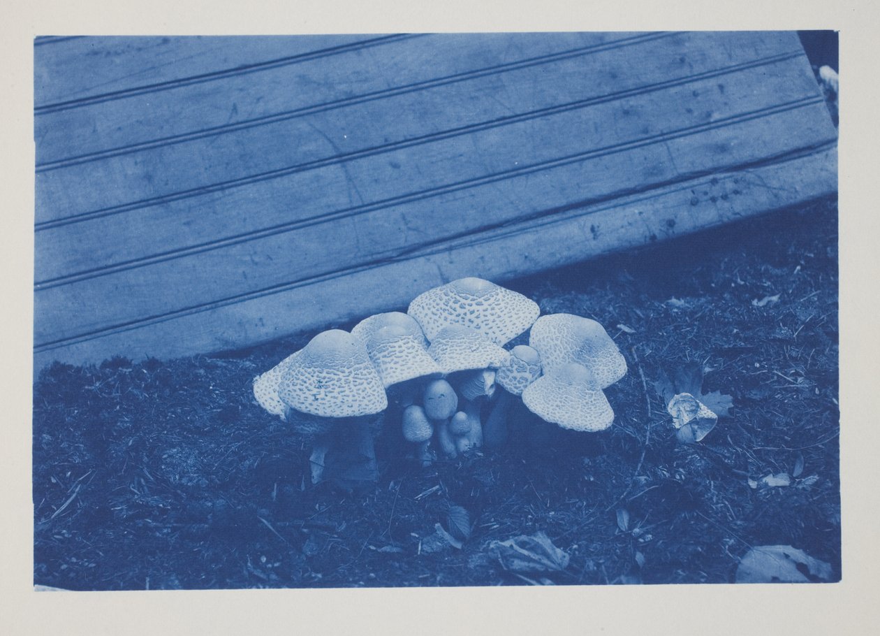 Ohne Titel, spätes 19. bis frühes 20. Jahrhundert von Frederick K. Coulson
