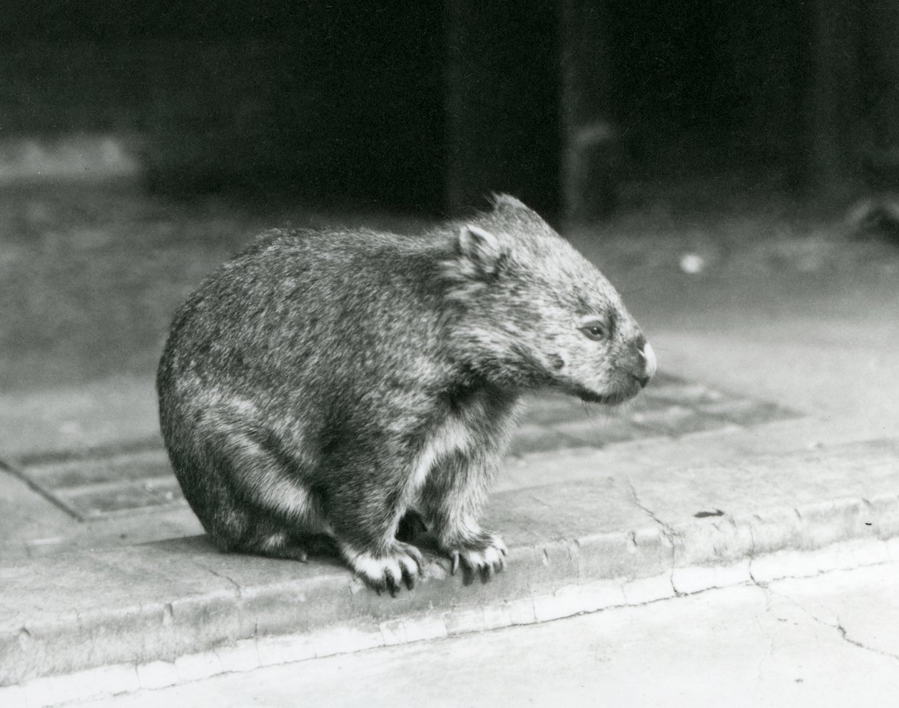 Ein Nacktnasen-/Gewöhnlicher-/Grobhaariger Wombat sitzt auf dem Boden im Londoner Zoo im Jahr 1929 von Frederick William Bond