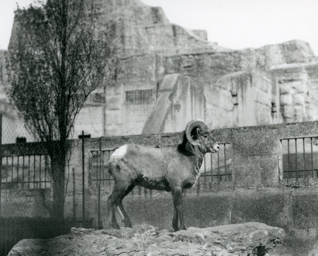 Ein Dickhornschaf-Widder steht auf einem Felsen und blickt über sein Gehege am Fuß der Mappin-Terrassen, London Zoo, 1931 von Frederick William Bond