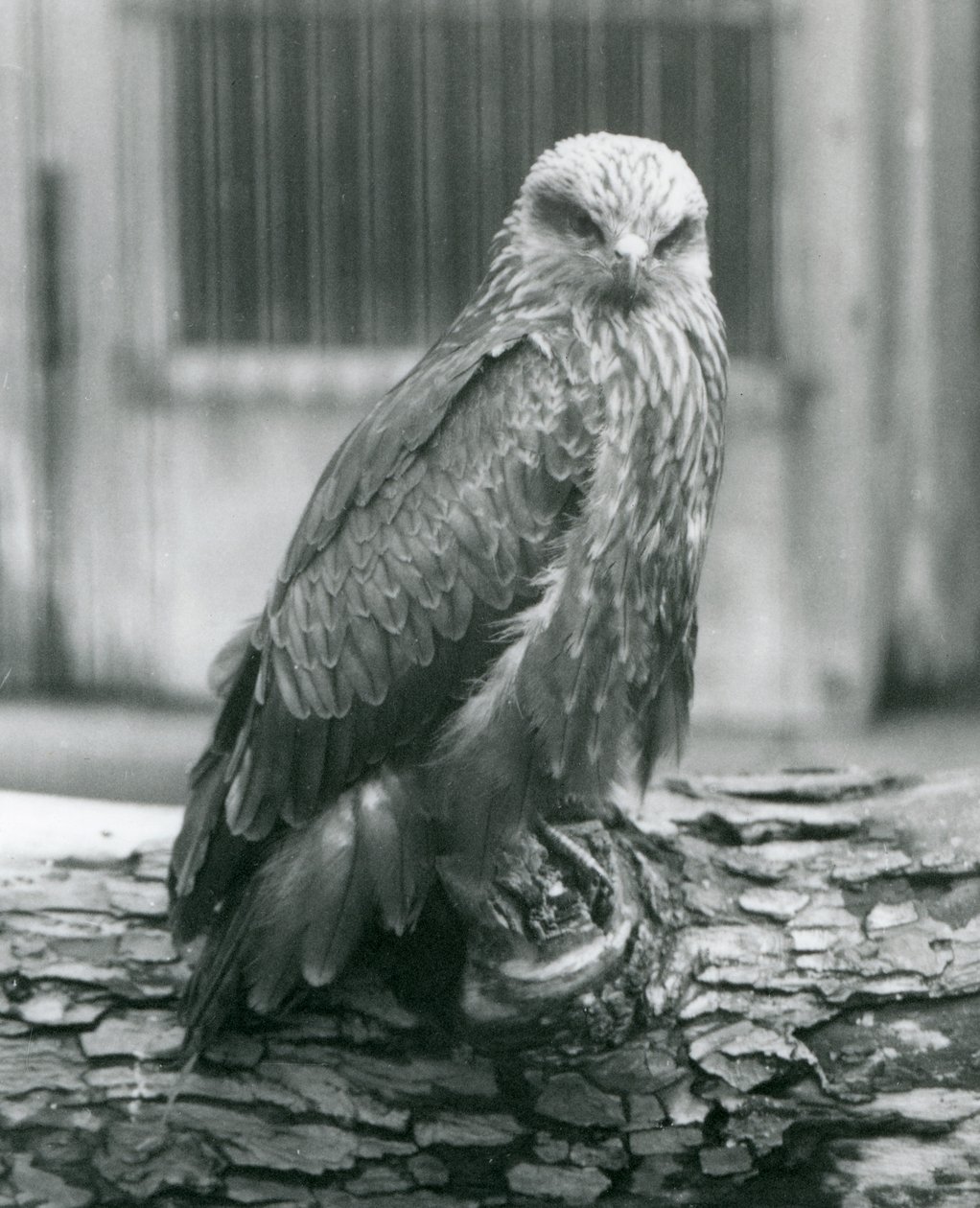Ein Schwarzmilan ruht auf einem Baumstamm, London Zoo, August 1926 von Frederick William Bond