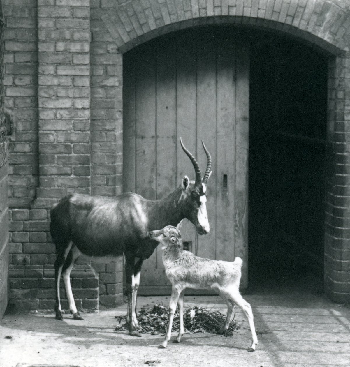 Ein Blesbok-Kalb mit seiner Mutter im Londoner Zoo, Juni 1914 von Frederick William Bond
