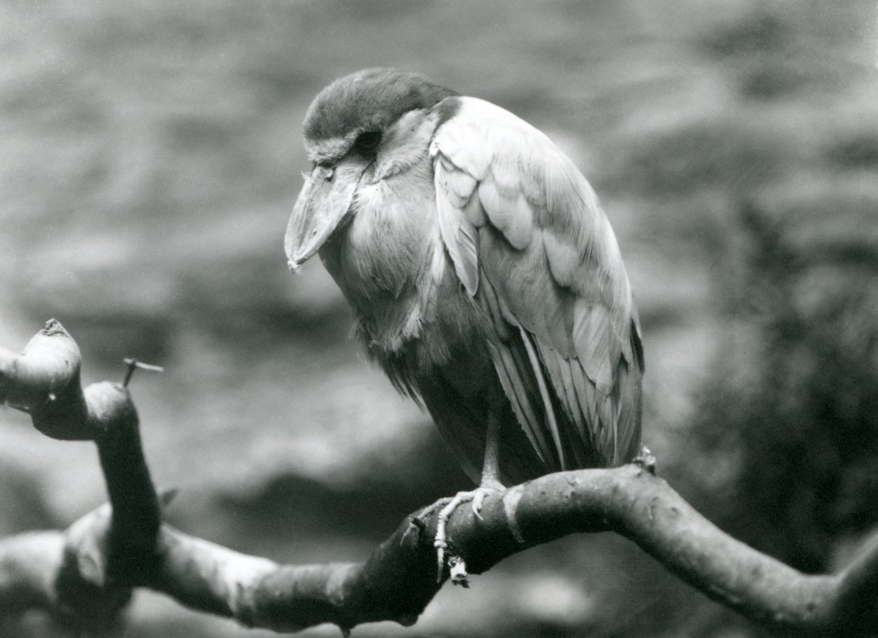 Ein Bootsschnabelreiher, der auf einem Ast im Londoner Zoo sitzt, Juni 1924 von Frederick William Bond