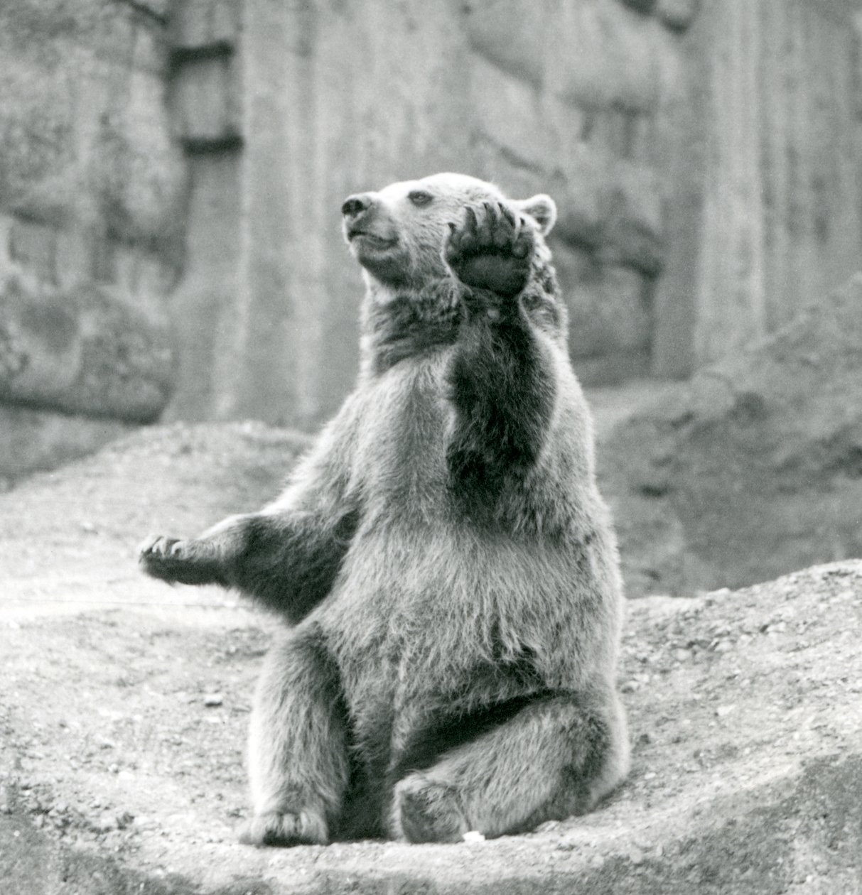 Ein Braunbär sitzt auf einem Felsvorsprung und winkt mit einer seiner Vorderpfoten, Londoner Zoo, September 1927 von Frederick William Bond