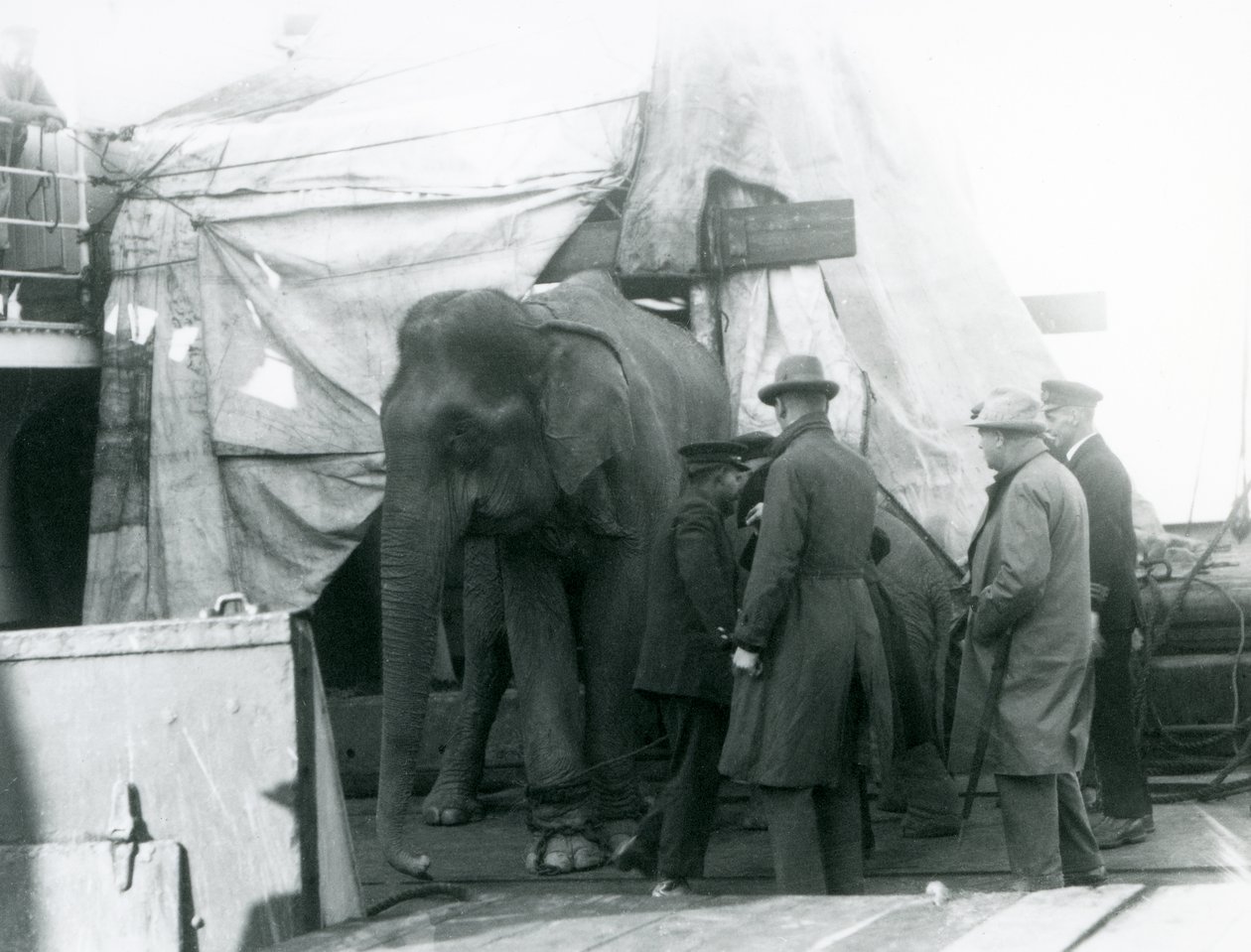 Ein burmesischer Elefant, der teilweise unter einer Plane auf dem Deck geschützt ist, mit einem Trainer und vier anderen Männern, auf dem Weg zum Londoner Zoo 1927 von Frederick William Bond