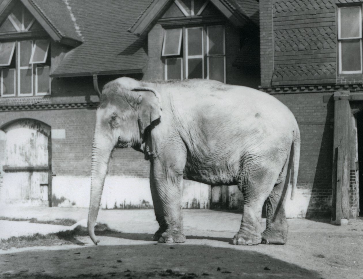 Ein burmesischer Elefant steht vor dem Elefantenhaus, London Zoo von Frederick William Bond