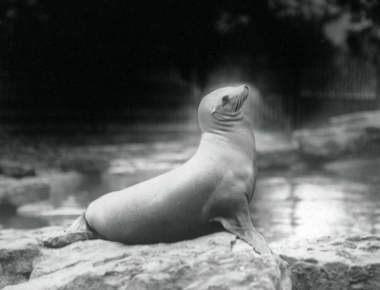 Eine Kalifornische Seelöwin, die auf einem Felsen neben ihrem Pool sitzt, Londoner Zoo, September 1925 von Frederick William Bond