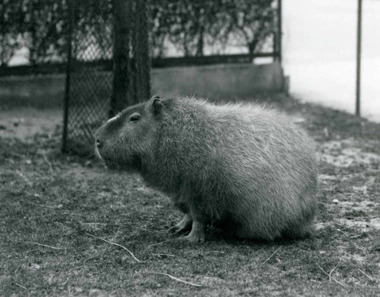 Ein Capybara im Londoner Zoo, Juni 1927 von Frederick William Bond