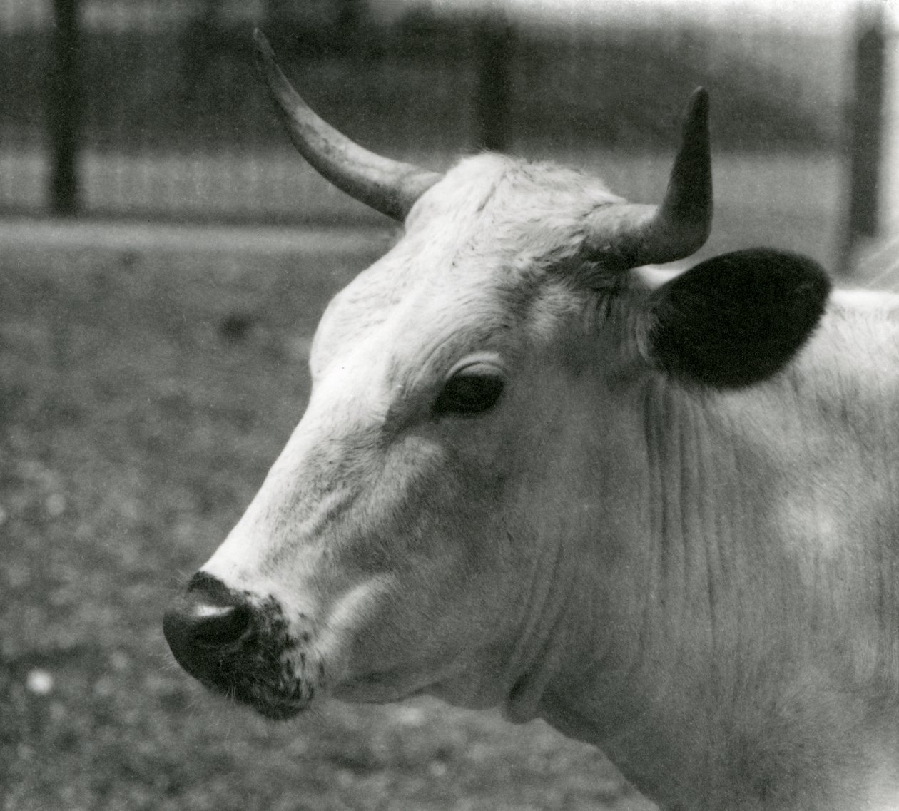 Eine Chartley-Kuh im Londoner Zoo, Juli 1924 von Frederick William Bond