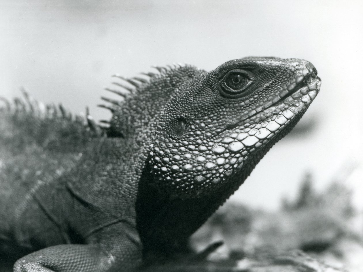Ein chinesischer/asiatischer/thailändischer/grüner Wasserdrache im Londoner Zoo im August 1928 von Frederick William Bond