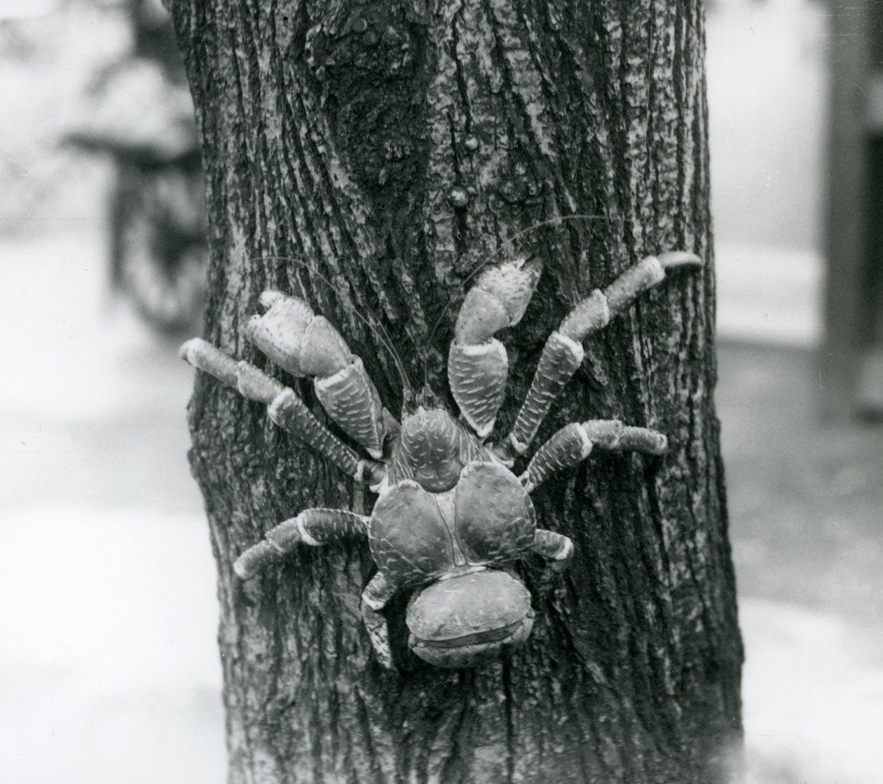Ein Kokosnuss-Räuberkrabbe klettert auf einen Baum, Londoner Zoo, 1927 von Frederick William Bond