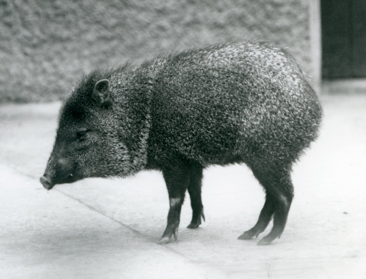 Ein Kragenpekari im Londoner Zoo, 1927 von Frederick William Bond