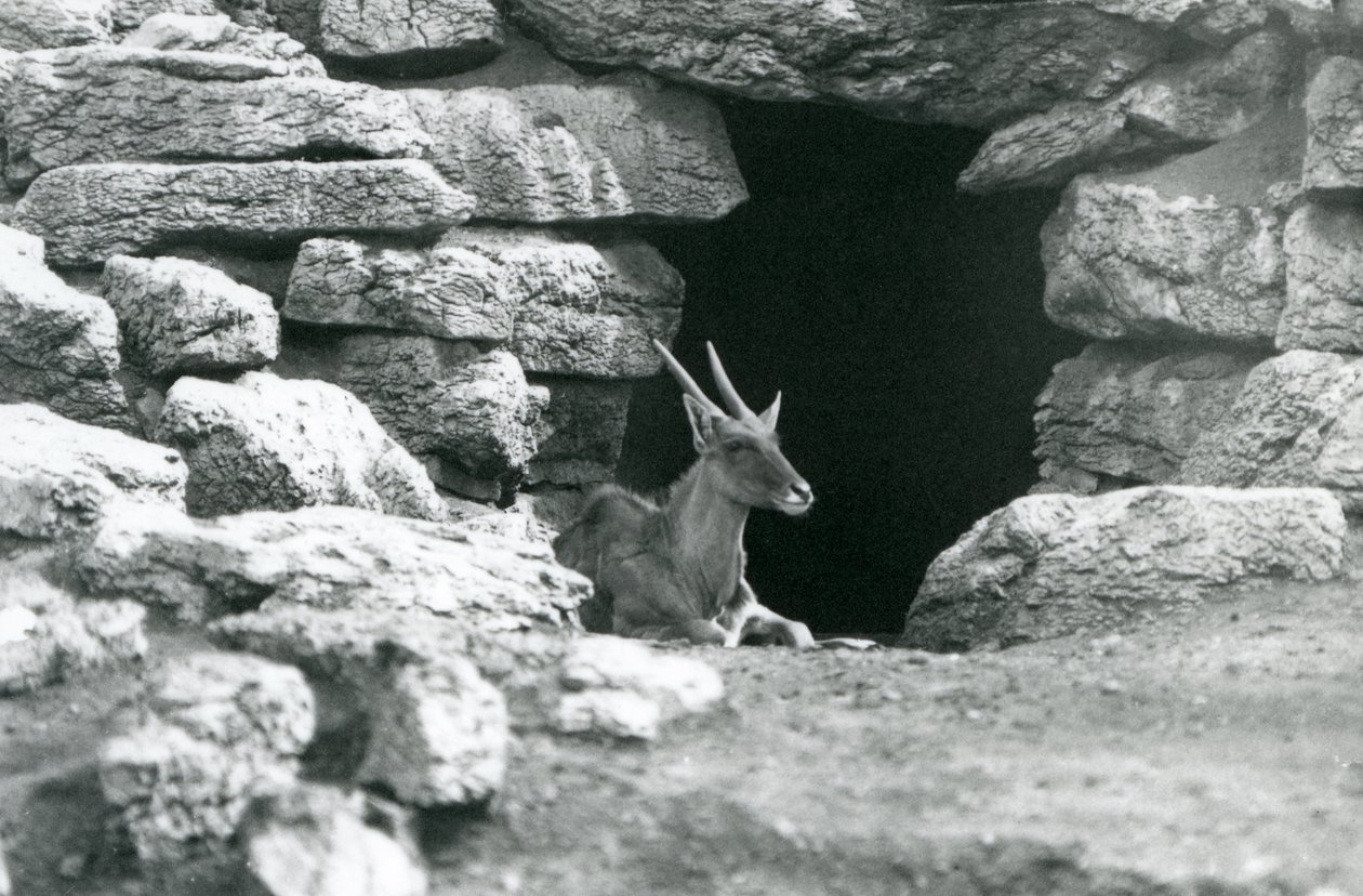 Ein Gemeiner Eland ruht am Eingang seines Unterschlupfs zwischen den Felsen im Eland/Antilopen-Gehege, Londoner Zoo 1929 von Frederick William Bond