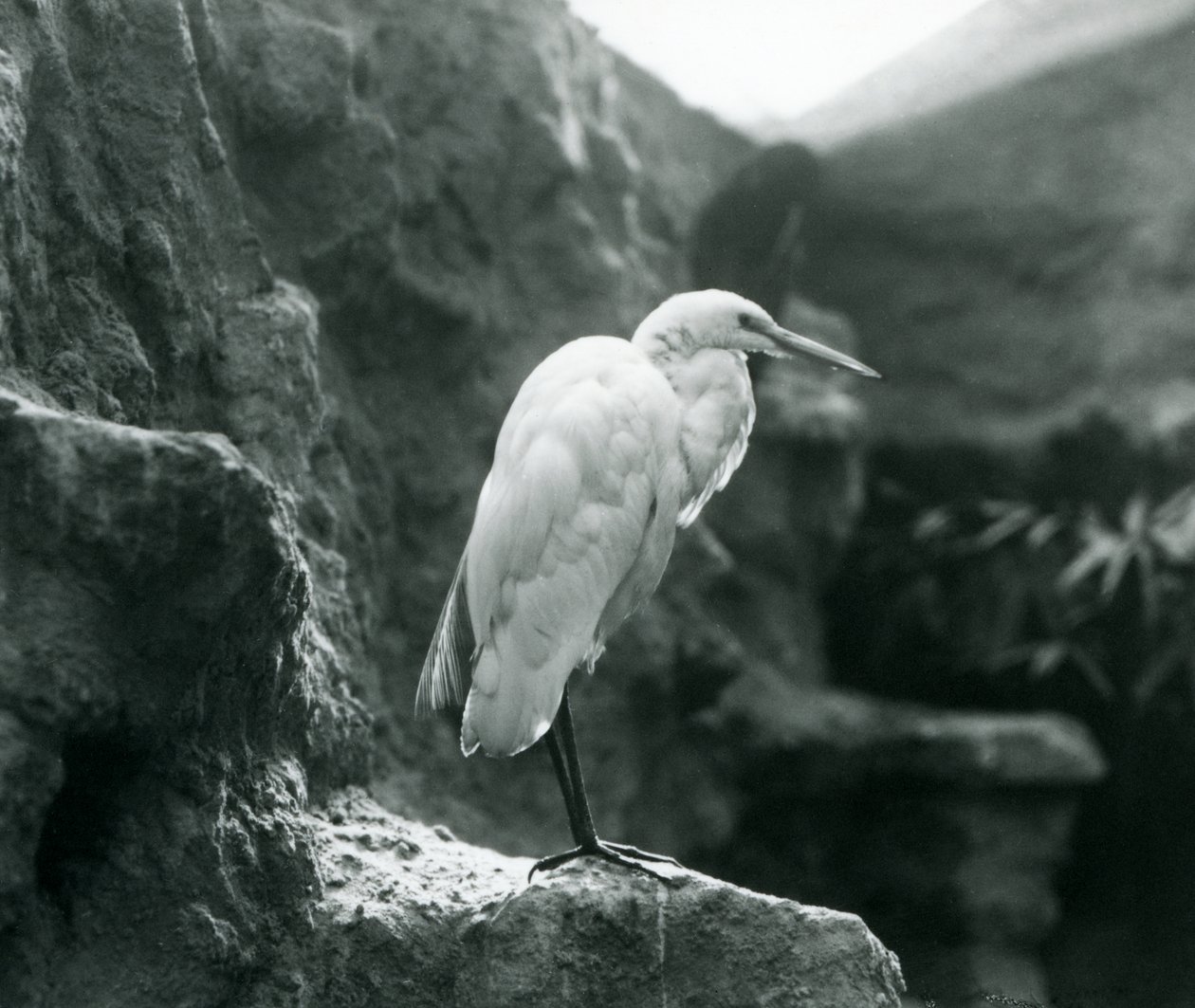 Ein Silberreiher steht auf einem Felsen im Londoner Zoo, September 1927 von Frederick William Bond