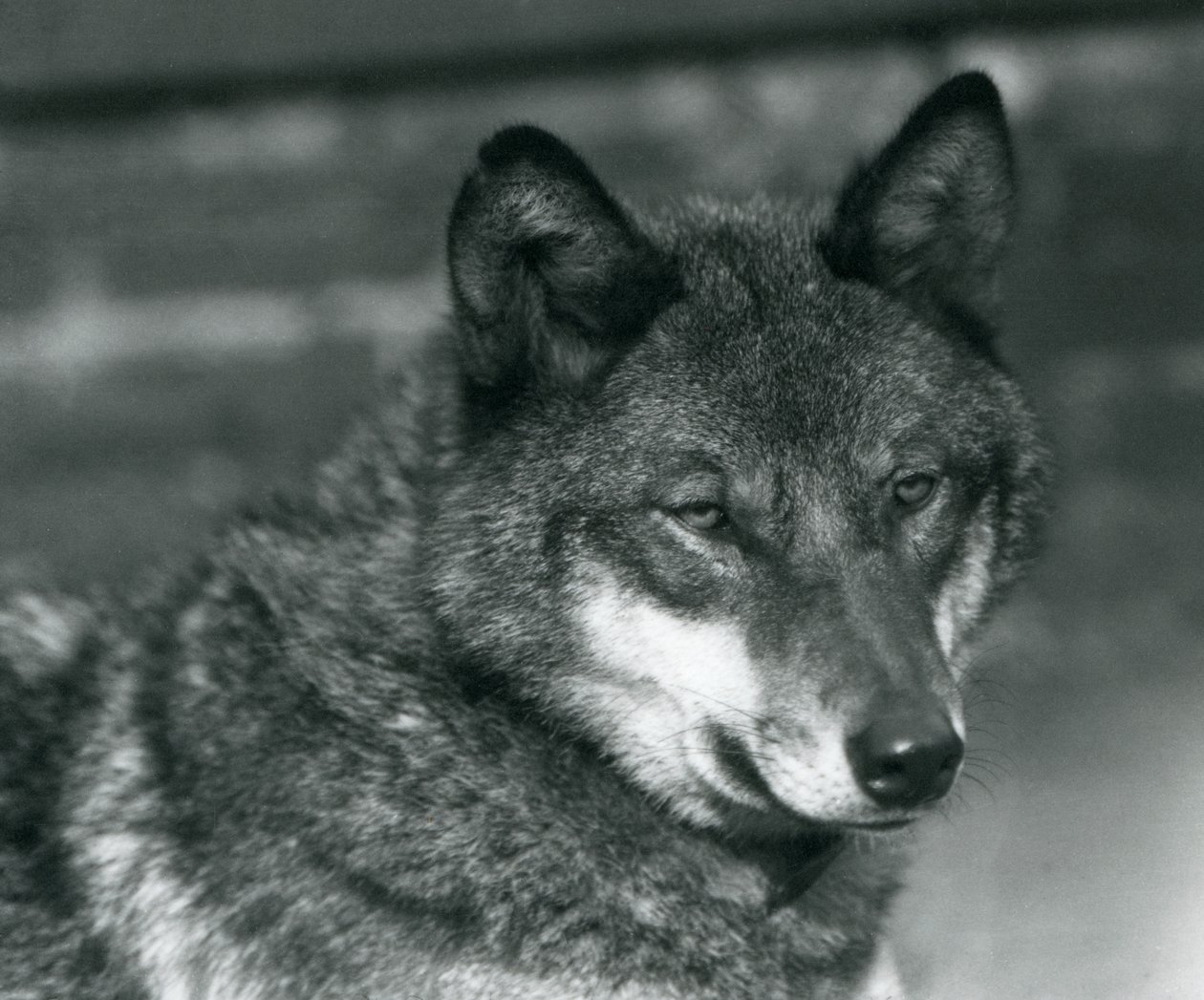 Ein Grauwolf im Londoner Zoo, 1925 von Frederick William Bond