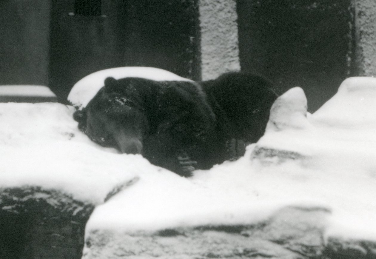 Ein Grizzlybär schläft im Schnee, London Zoo, 1924 von Frederick William Bond