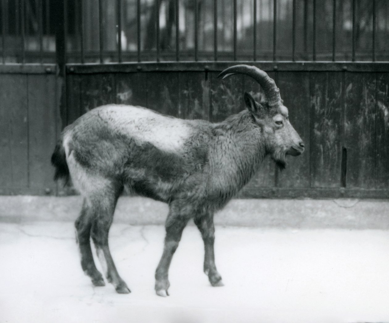 Ein Himalaya-Steinbock im Londoner Zoo, 1927 von Frederick William Bond