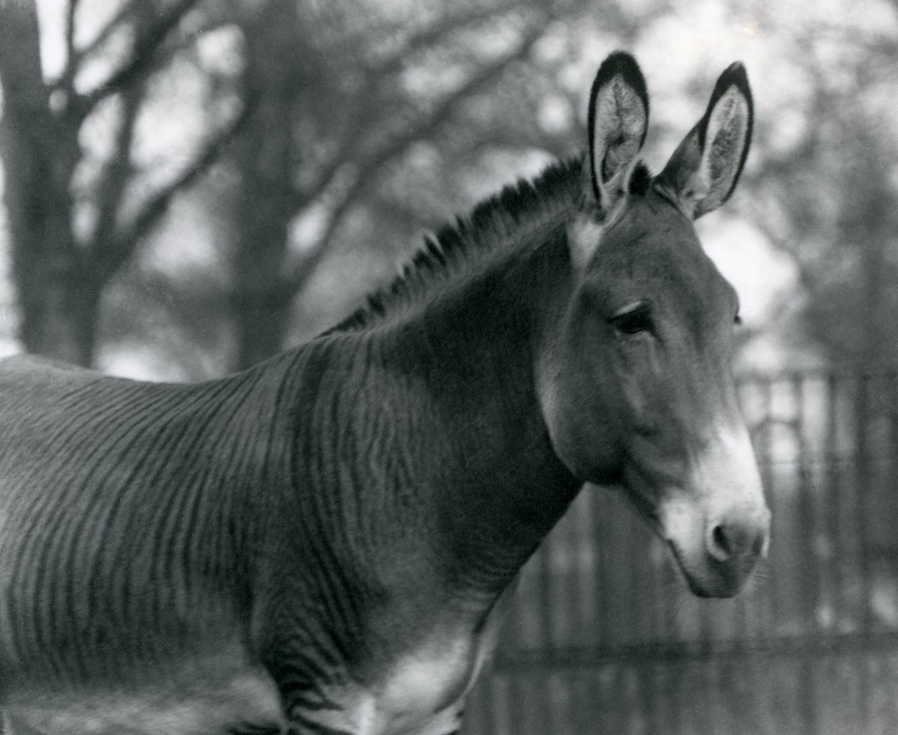 Ein Hybrid-Zebra im Londoner Zoo im Juli 1924 von Frederick William Bond