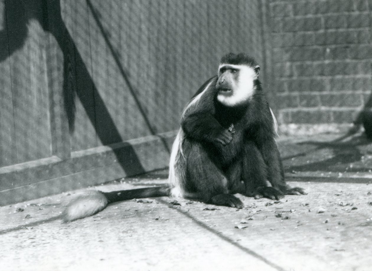 Ein Kikuyu-Schwarz-Weiß-Stummelaffe sitzt in seinem Gehege im Londoner Zoo im Juli 1925 von Frederick William Bond