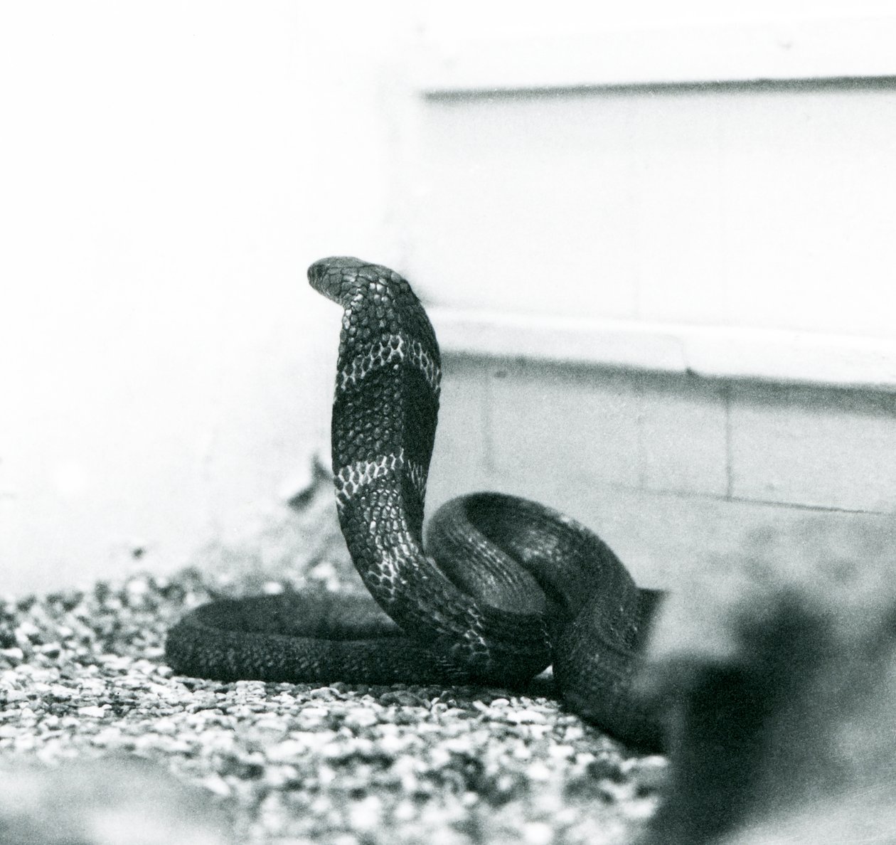 Eine Königskobra im Londoner Zoo, Oktober 1925 von Frederick William Bond