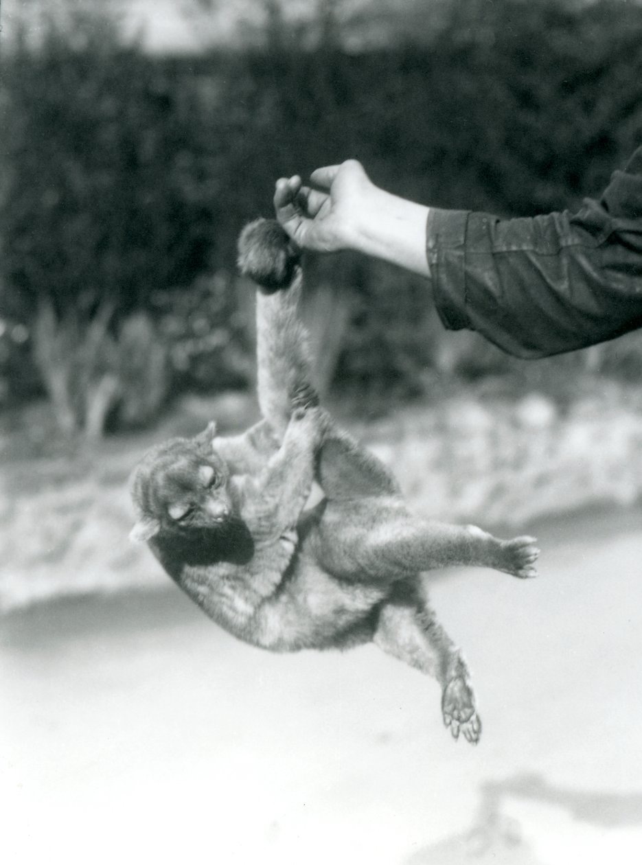 Ein Kinkajou, der an seinem Greifschwanz vom Finger eines Pflegers hängt, Londoner Zoo, September 1925 von Frederick William Bond