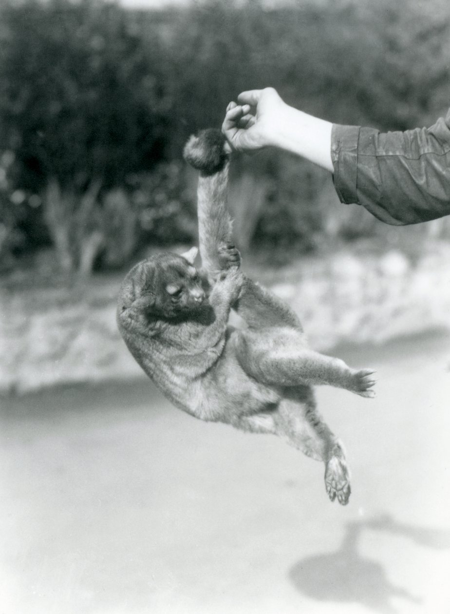 Ein Kinkajou, der an seinem Greifschwanz vom Finger eines Pflegers hängt, Londoner Zoo, September 1925 von Frederick William Bond