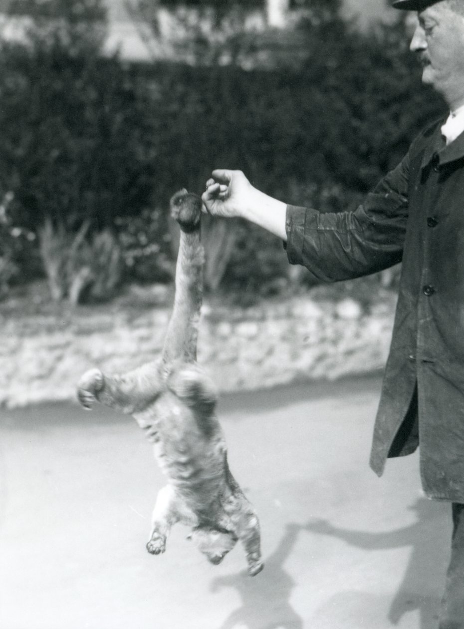 Ein Kinkajou, der kopfüber an seinem Greifschwanz vom Finger eines Pflegers hängt, Londoner Zoo, September 1925 von Frederick William Bond