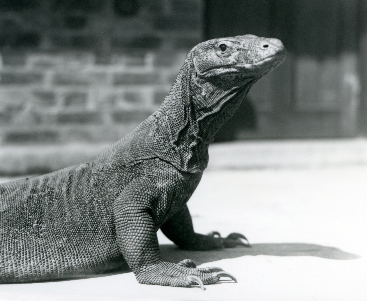 Ein Komodowaran im Londoner Zoo im August 1928 von Frederick William Bond