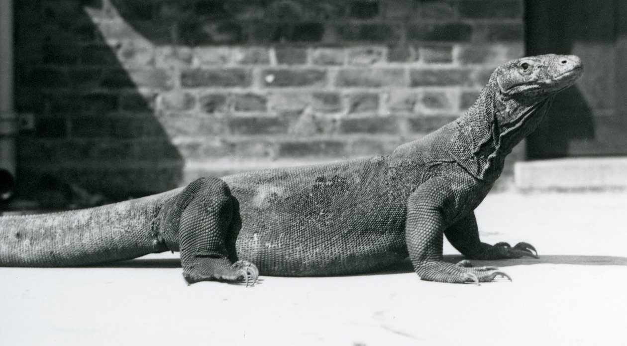 Ein Komodowaran im Londoner Zoo im August 1928 von Frederick William Bond