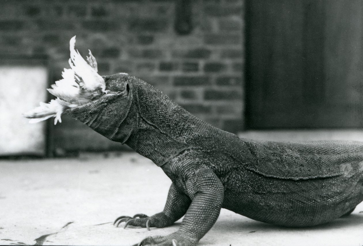 Ein Komodowaran frisst ein Huhn im Londoner Zoo im August 1928 von Frederick William Bond