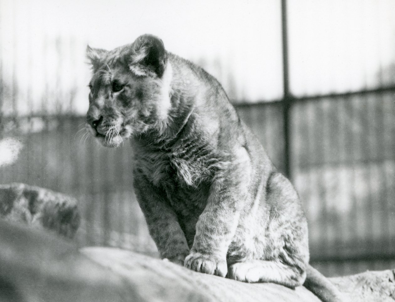 Ein Löwenjunges, das im Juli 1923 im Menagerie geboren wurde, Londoner Zoo, Juli 1924 von Frederick William Bond