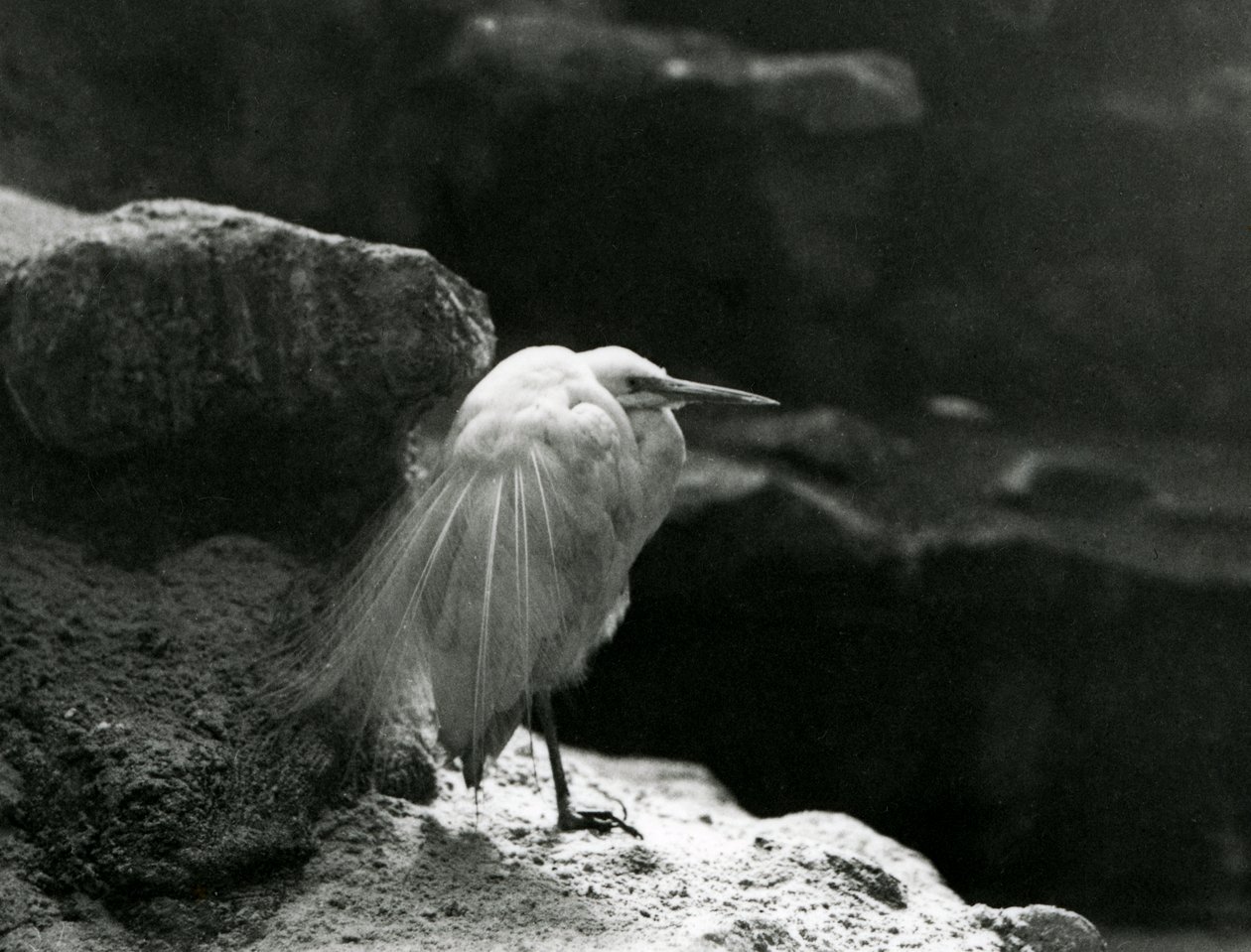 Ein Seidenreiher ruht zwischen Felsen im London Zoo im Jahr 1930 (s/w Foto) von Frederick William Bond