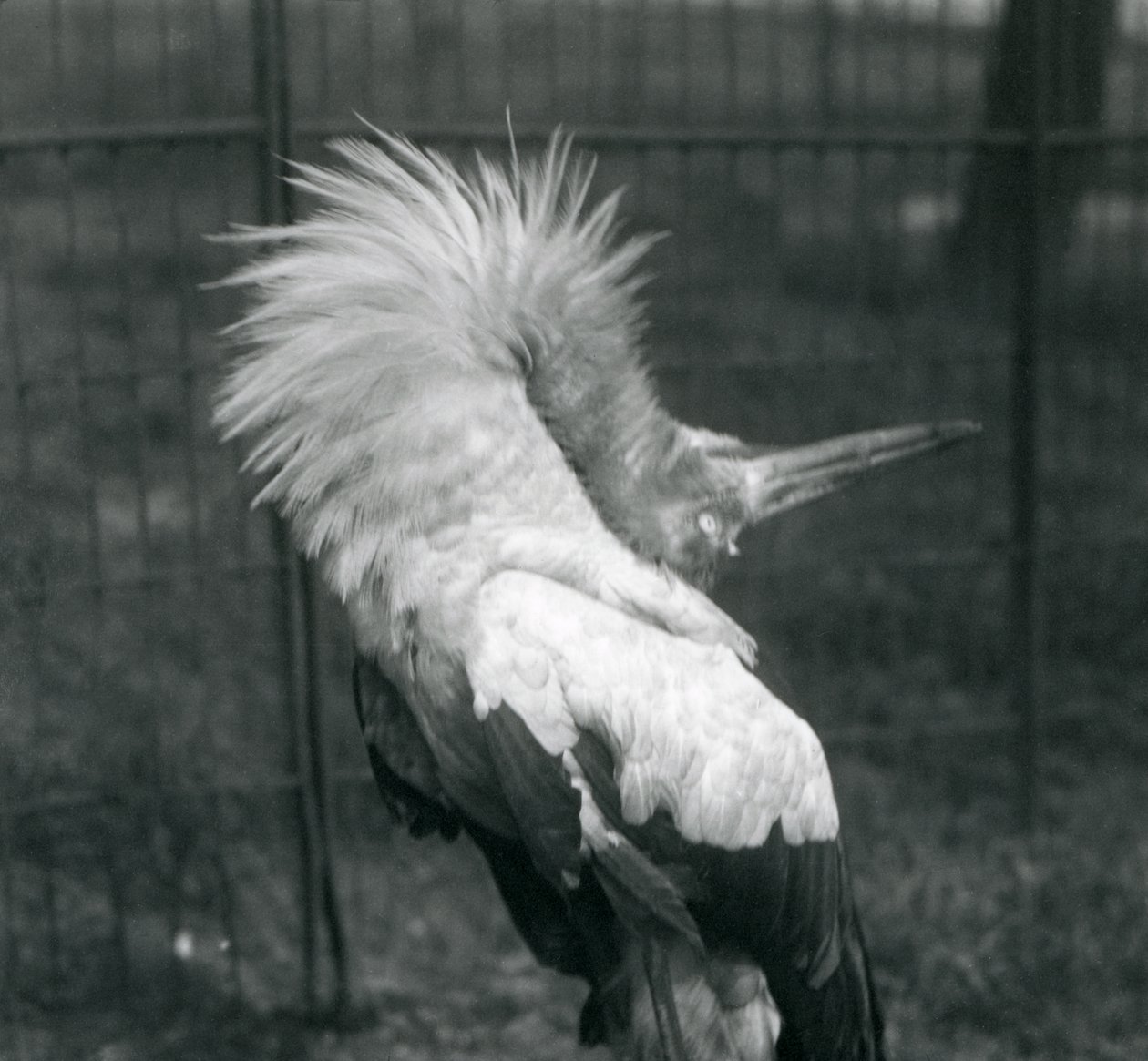 Ein Maguaristorch führt die Auf-und-Ab-Anzeige durch, London Zoo, Juli 1925 von Frederick William Bond