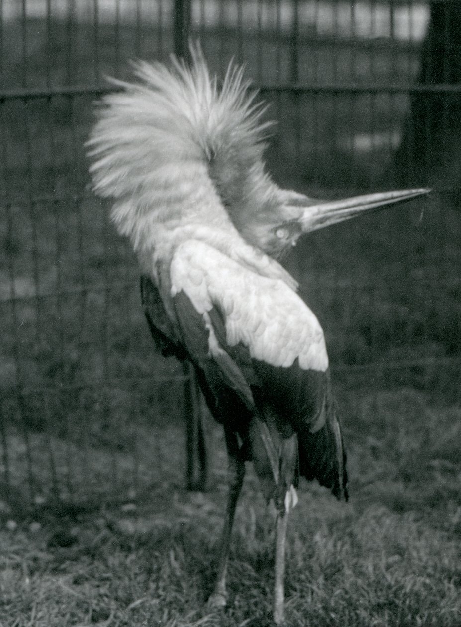 Ein Maguari-Storch führt die Auf-und-ab-Darstellung vor, Londoner Zoo, Juli 1925 von Frederick William Bond