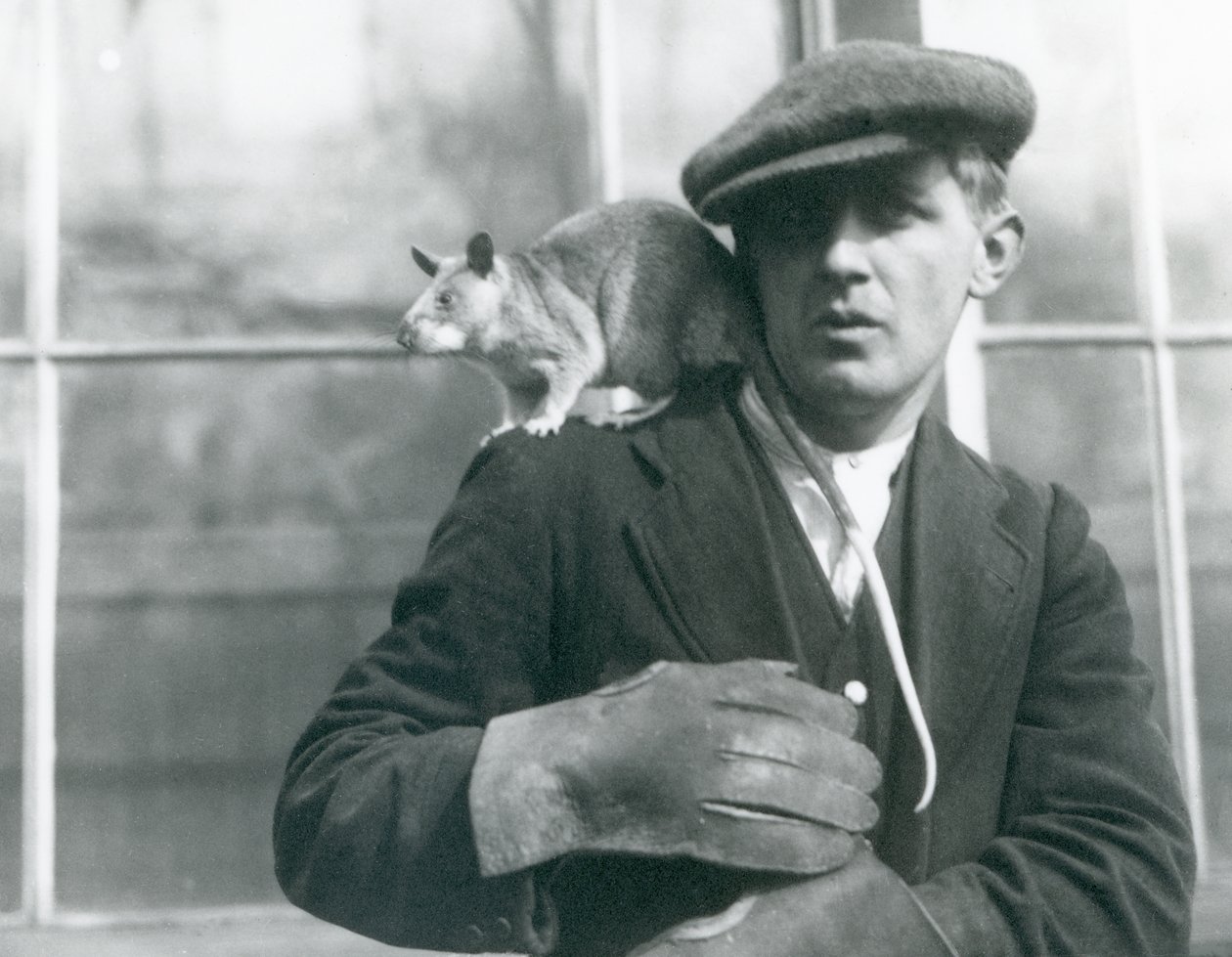 Eine madagassische Riesenspringratte sitzt auf der Schulter ihres Pflegers, Londoner Zoo, 1924 von Frederick William Bond