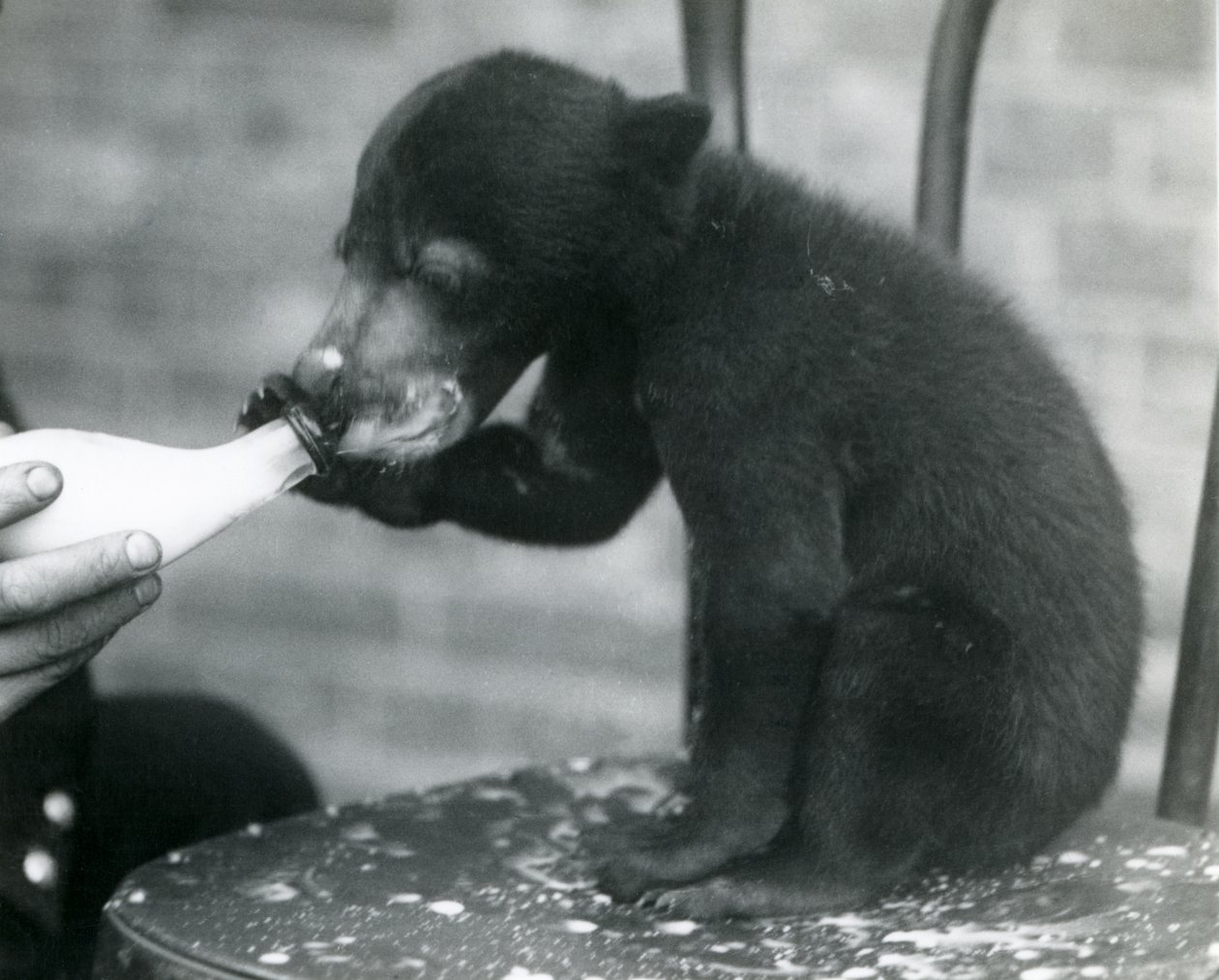 Ein Malaiischer oder Sonnenbärenjunges sitzt auf einem Stuhl und wird von seinem Pfleger im Londoner Zoo gefüttert, 1920er Jahre von Frederick William Bond