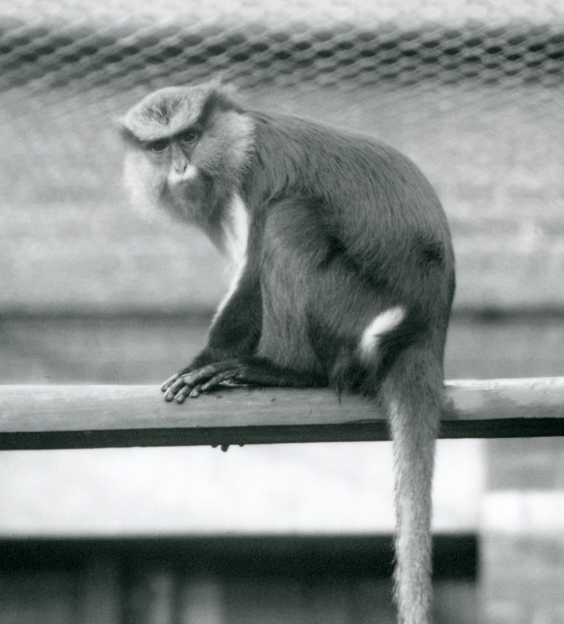 Ein Mona-Affe sitzt auf einer horizontalen Stange in seinem Gehege im Londoner Zoo im September 1925 von Frederick William Bond