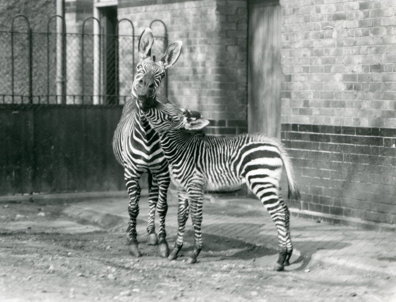 Ein Bergzebra und ihr Fohlen im Londoner Zoo, 1929 (s/w Foto) von Frederick William Bond