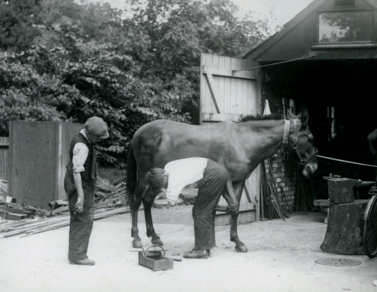 Ein Maultier wird im London Zoo im Jahr 1924 beschlagen von Frederick William Bond