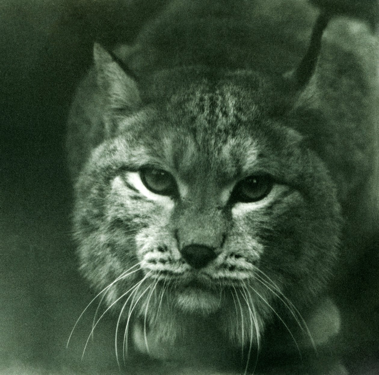 Ein Nordluchs, London Zoo, Februar 1925 von Frederick William Bond
