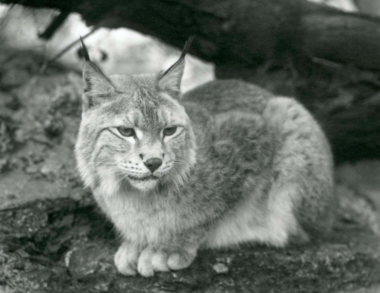 Ein Nordluchs, der auf einem Felsen sitzt, Londoner Zoo, Oktober 1925 von Frederick William Bond