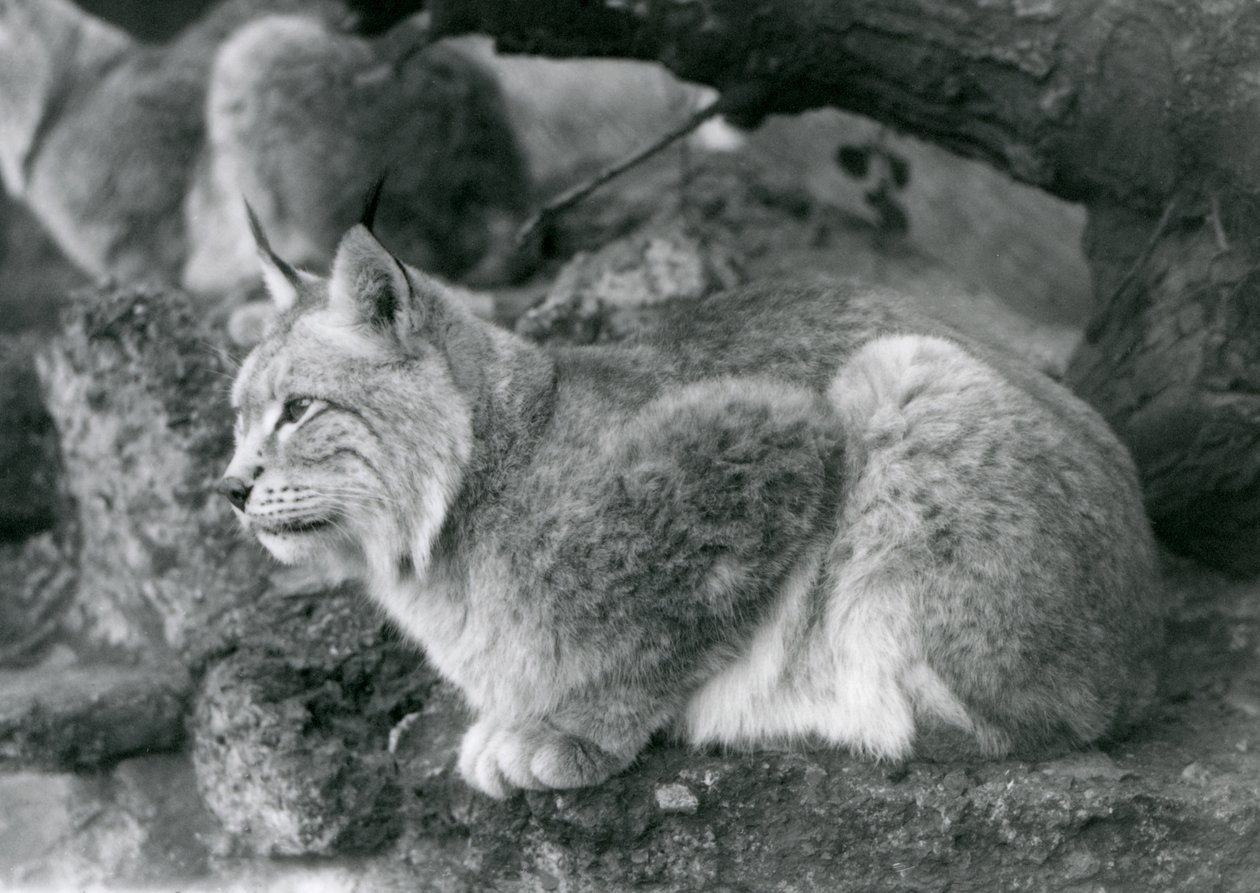 Ein Nordluchs, der auf einem Felsen sitzt, Londoner Zoo, Oktober 1925 von Frederick William Bond