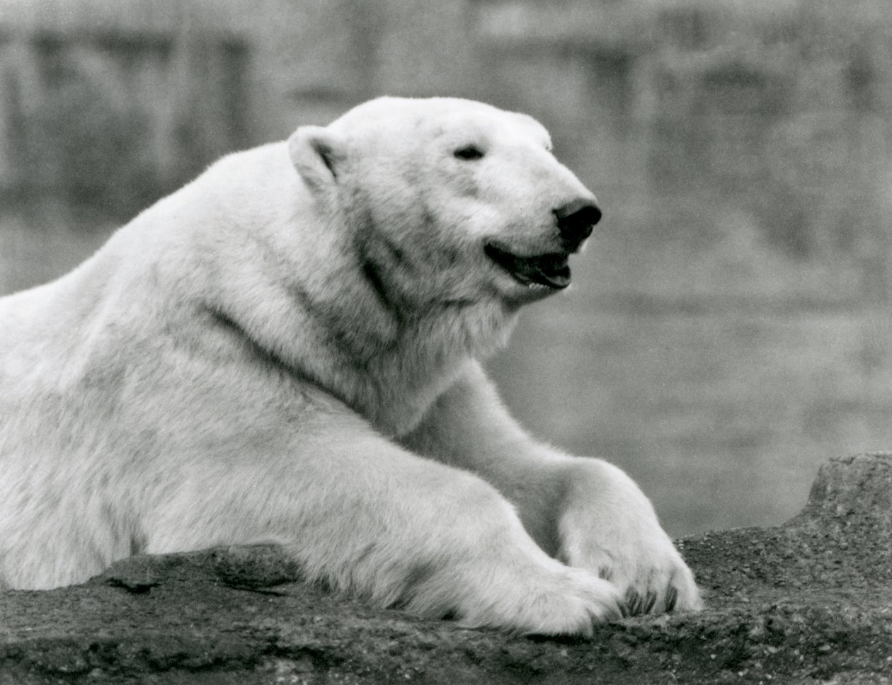 Ein Eisbär ruht auf einem felsigen Vorsprung im Londoner Zoo im Jahr 1931 von Frederick William Bond