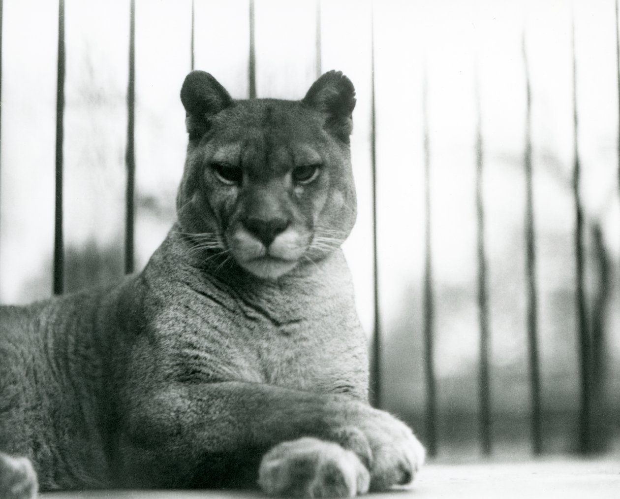 Ein Puma/Raubkatze/Berglöwe/Katamount ruht im Londoner Zoo im Jahr 1931 von Frederick William Bond