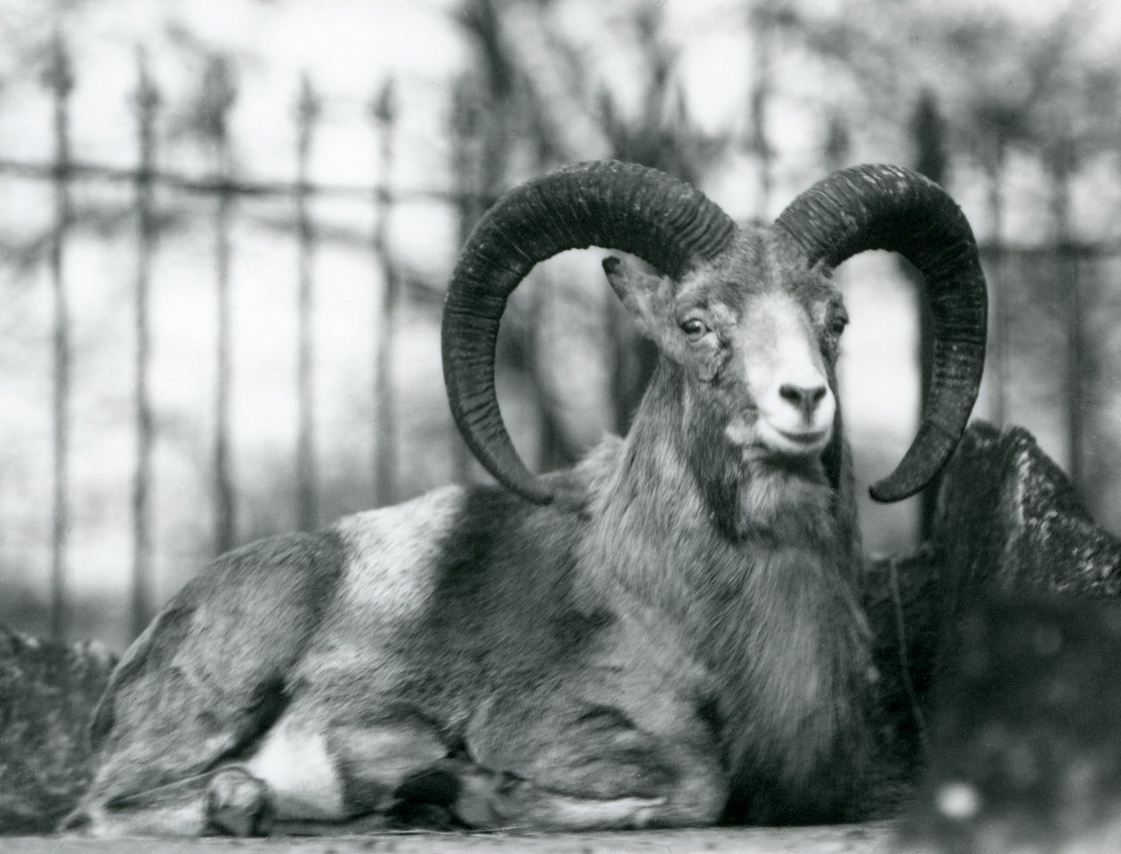 Ein Widder sitzt im Londoner Zoo, 1925 von Frederick William Bond