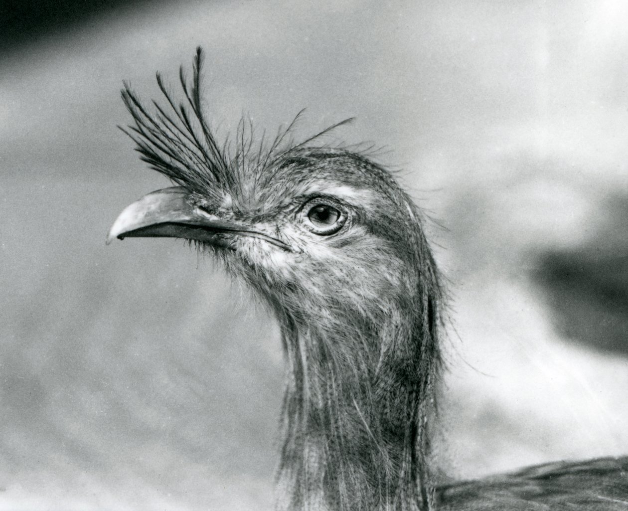 Ein Rotbein-Seriema im London Zoo im Jahr 1929 (s/w Foto) von Frederick William Bond