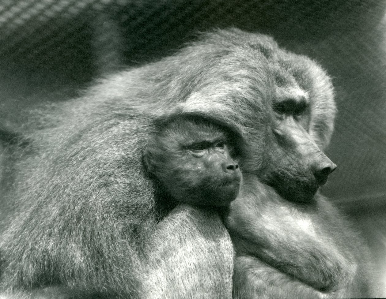 Ein heiliger Pavian mit seinem Jungen im Londoner Zoo, Juli 1924 von Frederick William Bond