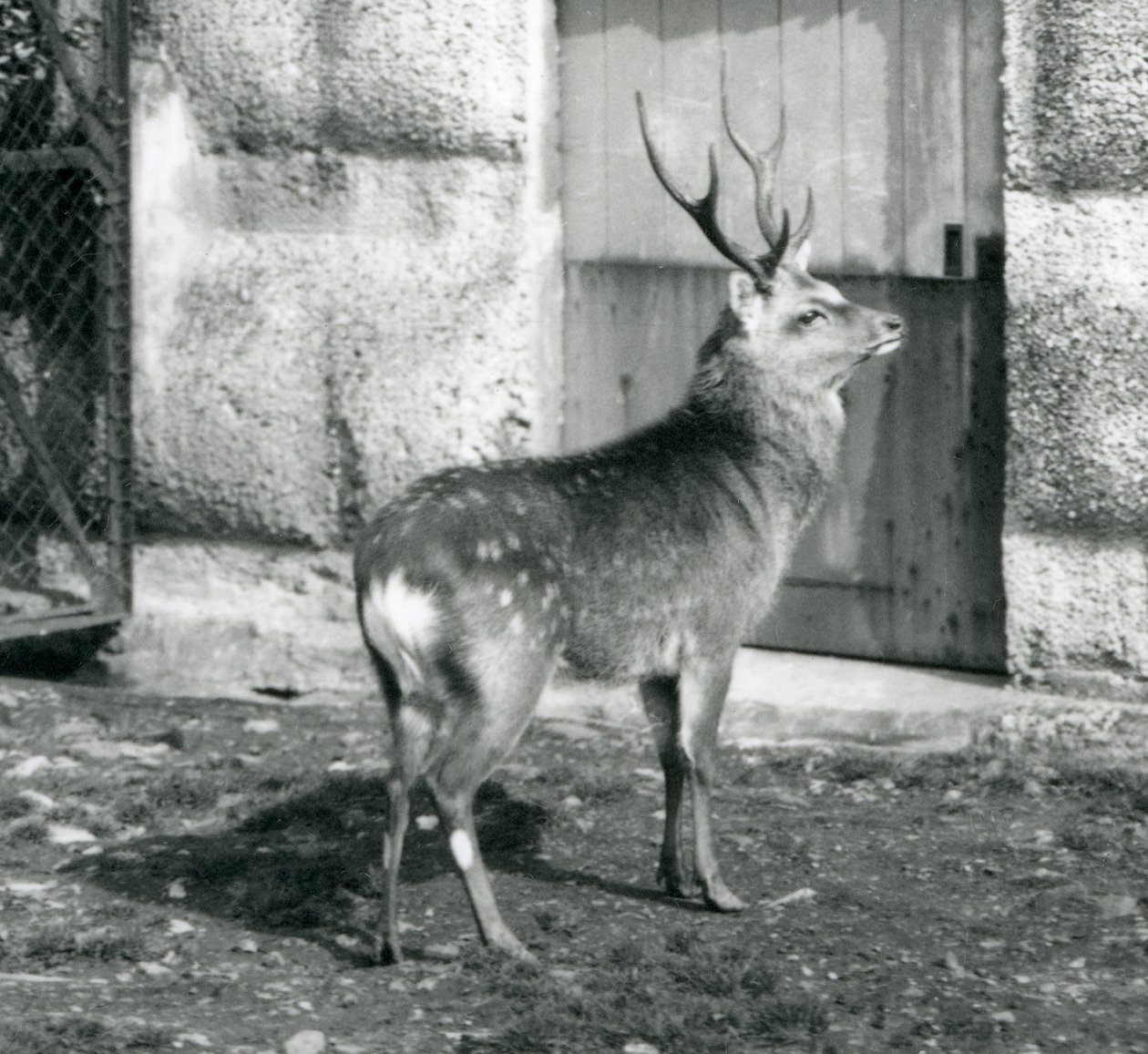 Ein Sikahirsch, der in seinem Gehege steht, Londoner Zoo, August 1927 von Frederick William Bond
