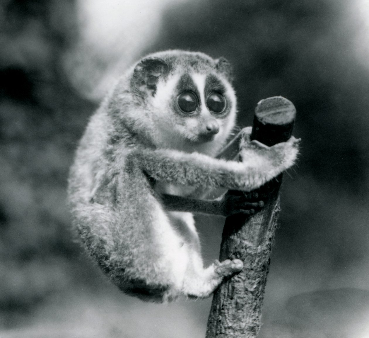 Ein Schlanker Loris hält sich am Ende eines Astes fest, Londoner Zoo, August 1926 von Frederick William Bond